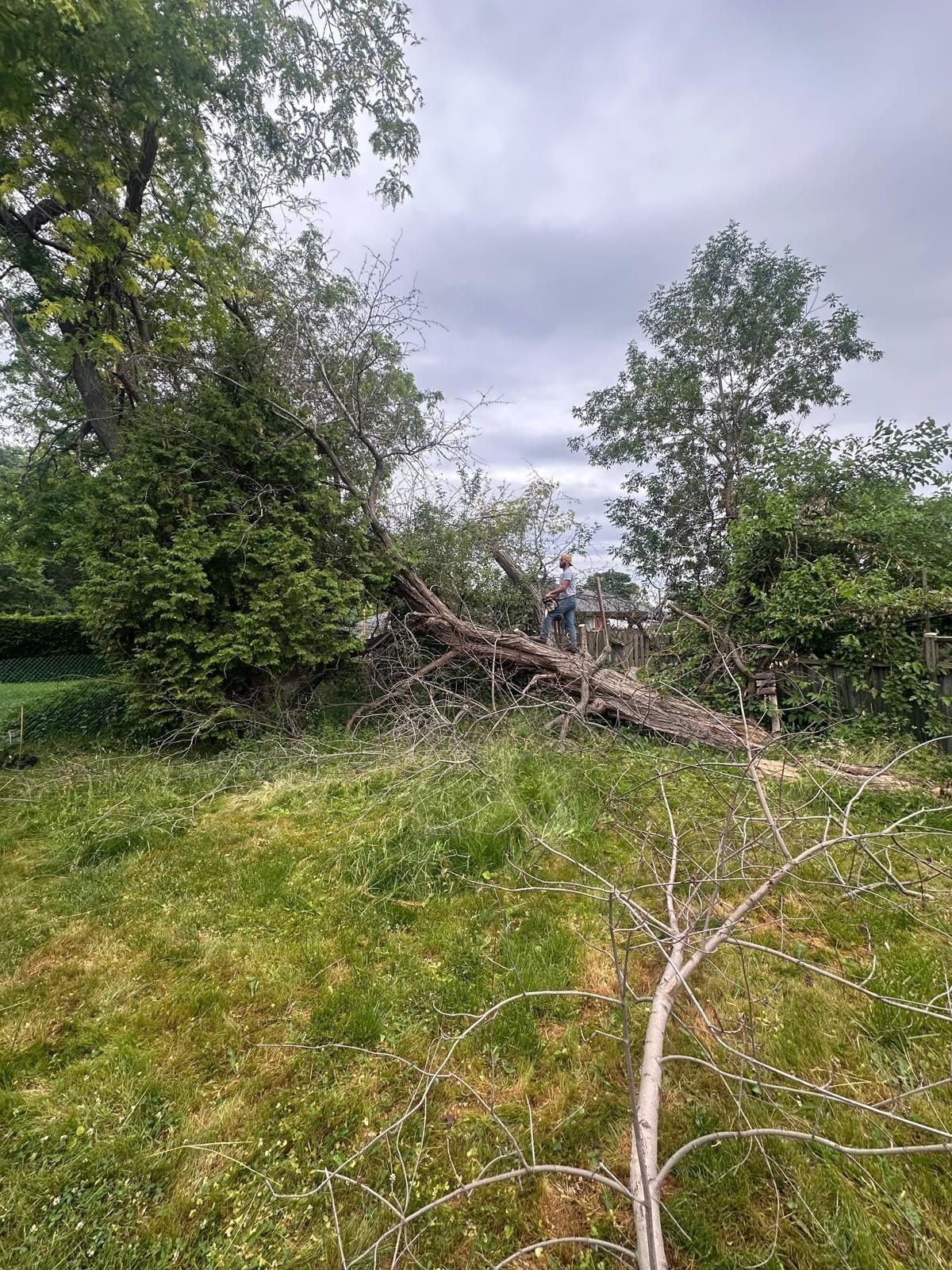 Tree cutting