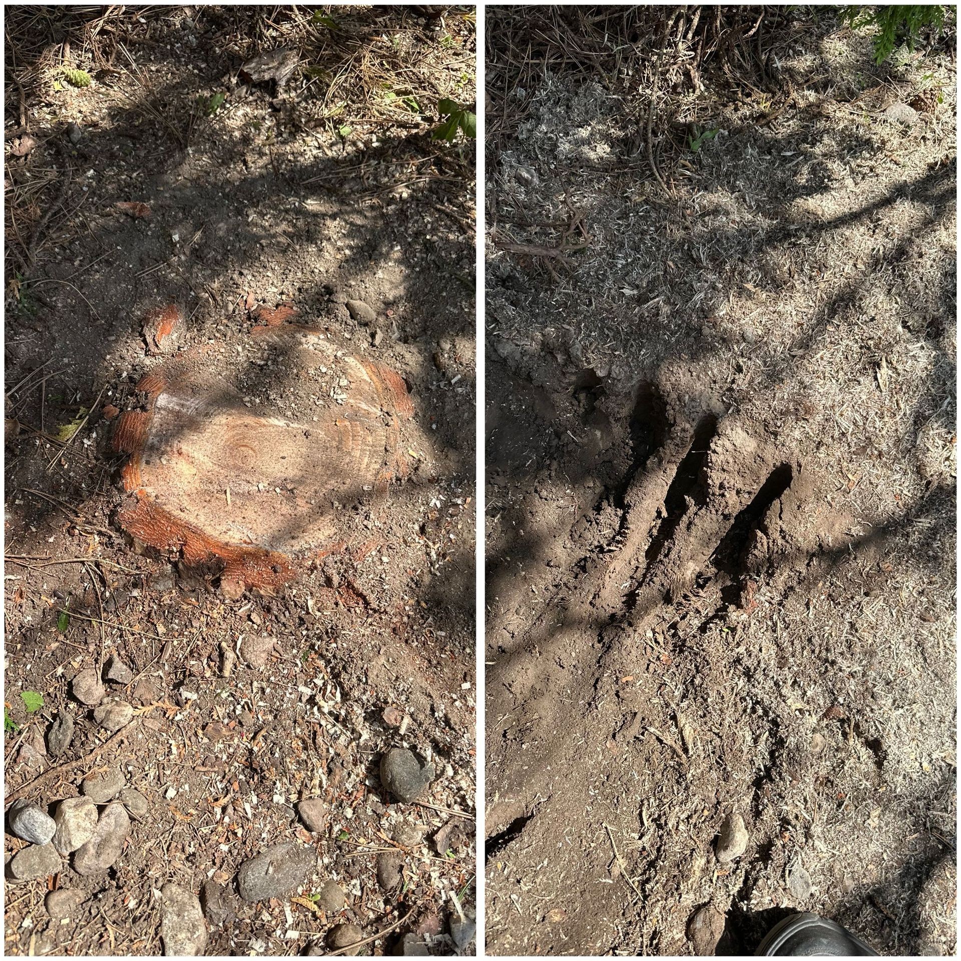 Stump grinding