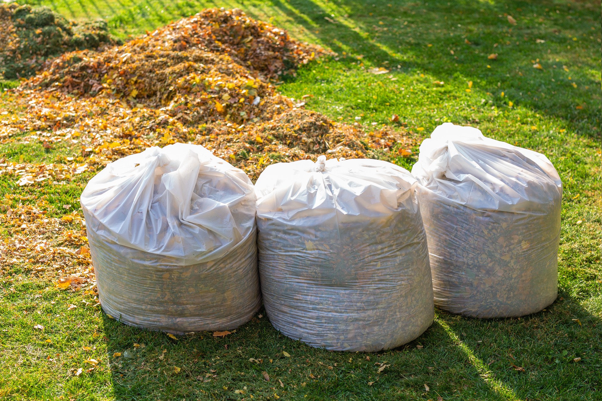 Pile of yellow and orange fallen leaves collected in big white plastic bags on green grass lawn at backyard. Autumn or spring foliage removal in city street or park. Natural waste cleaning disposal