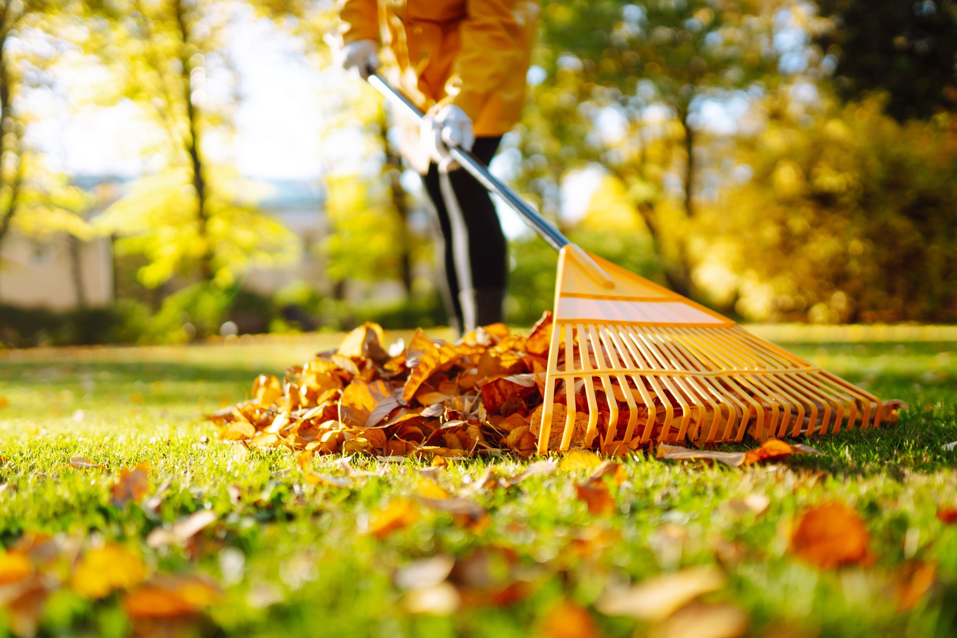 Pile of fallen leaves is collected with a rake on the lawn in the park. Seasonal gardening. 